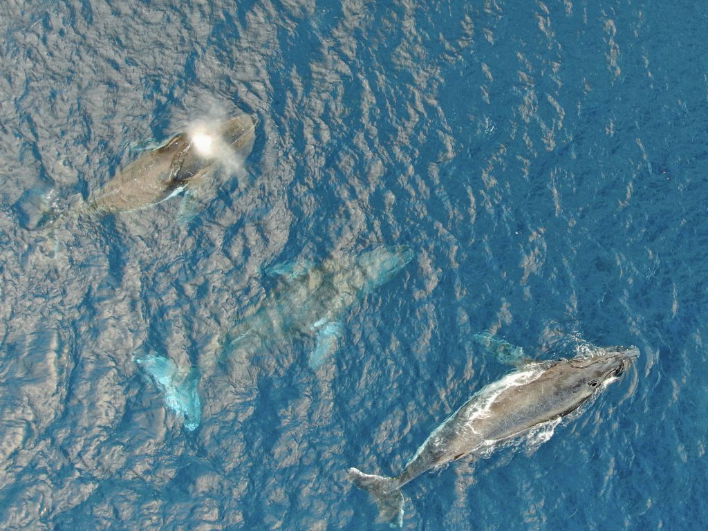 BALEINE, BONJOUR ! - observation des baleines BALEINE, BONJOUR ! - Observation des baleines - Vitamin Sea Mauritius