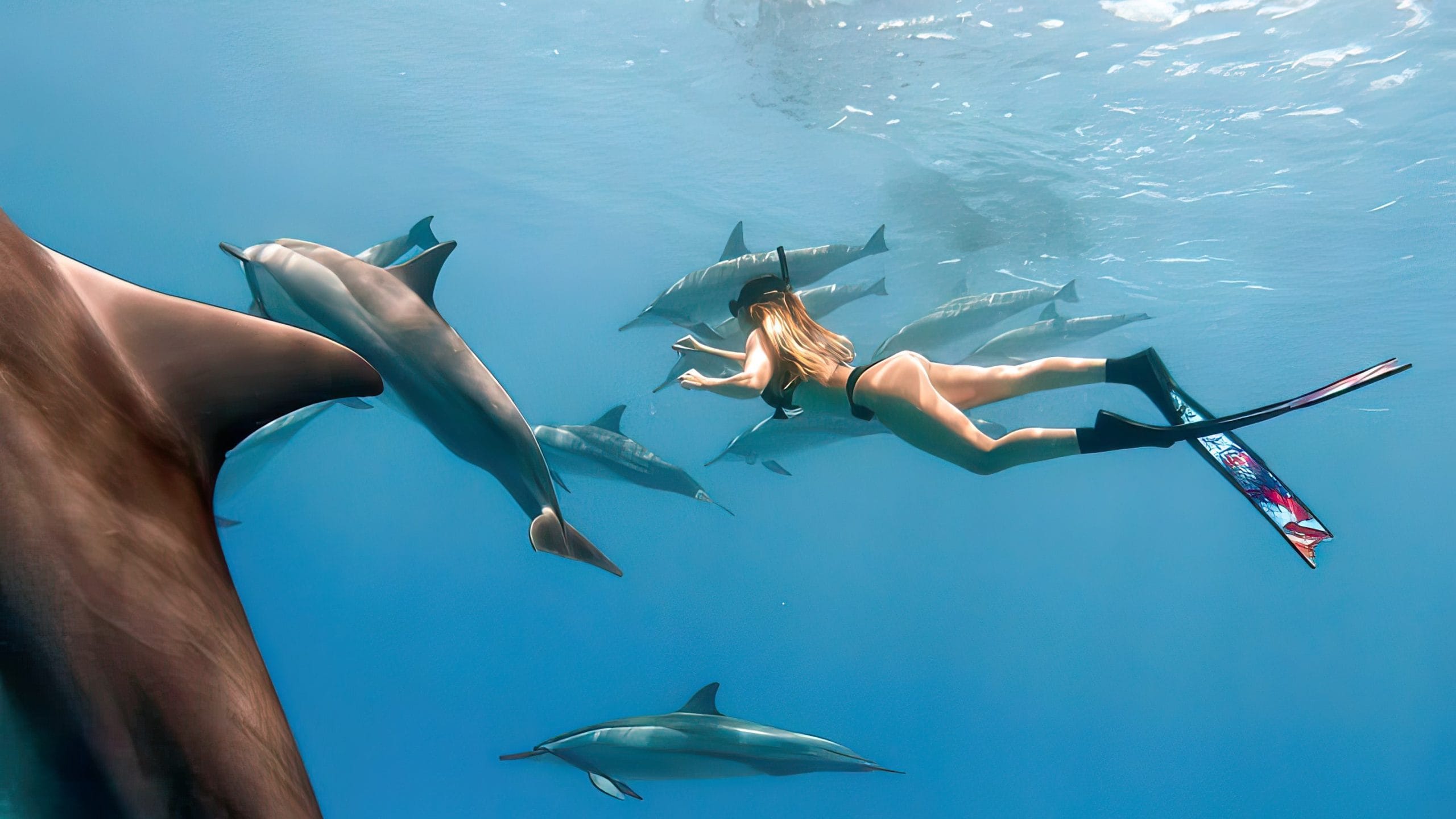 Vitamin Sea Mauritius Diving with Dolphins