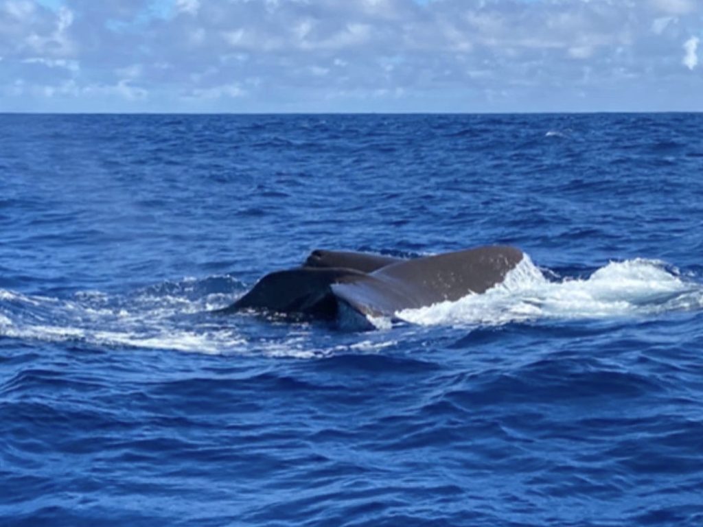 BALEINE, BONJOUR ! - observation des baleines BALEINE, BONJOUR ! - Observation des baleines - Vitamin Sea Mauritius