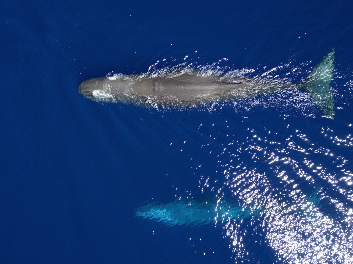 Whale Watching Mauritius - Pottwal