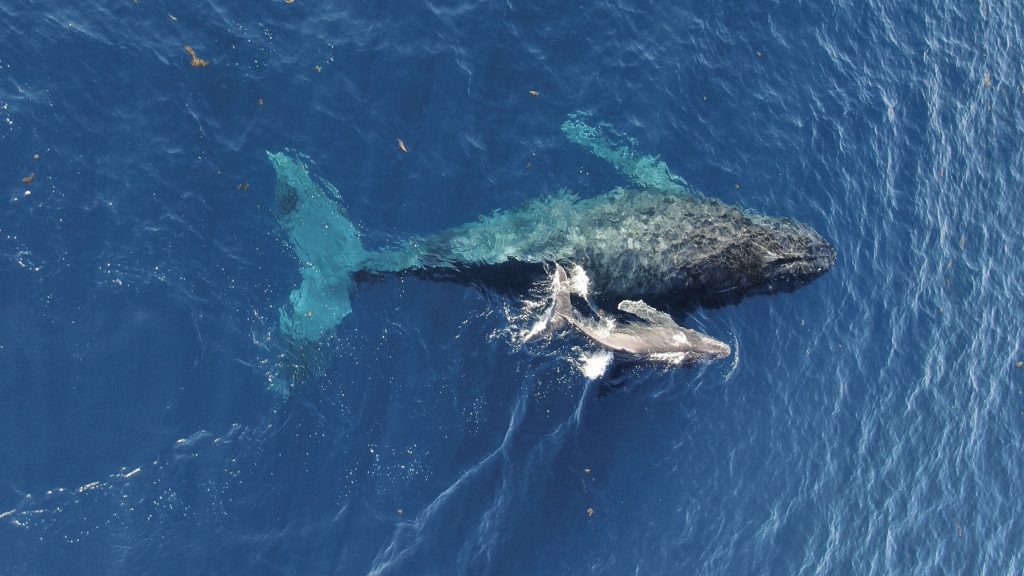 BALEINE, BONJOUR ! - observation des baleines BALEINE, BONJOUR ! - Observation des baleines - Vitamin Sea Mauritius